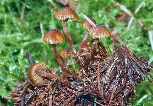 Galerina nana   (Petri)    Khner